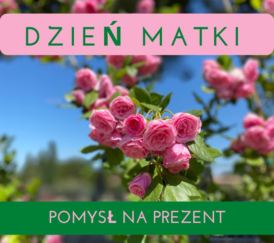 Dzień-Matki